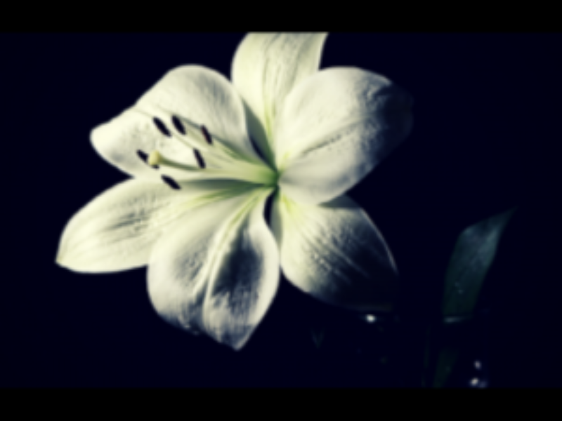 笑福亭仁鶴に笑福亭仁智・六代 桂文枝・西川きよし・中田カウスより追悼コメント