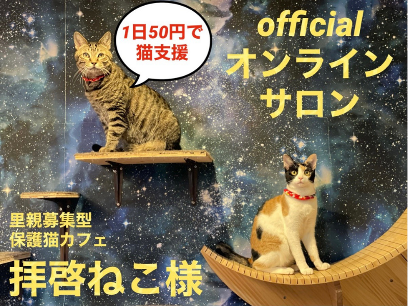 猫カフェ レンタル落ち  DVD