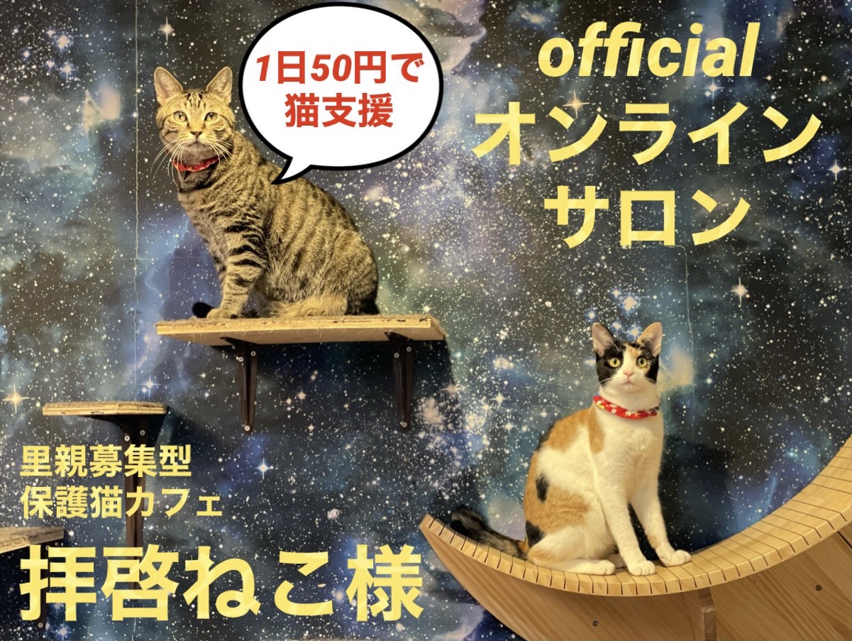 2022年2月22日 記念すべき『猫の日』に保護猫カフェのオンラインサロン