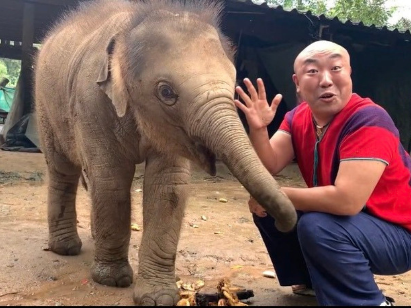 コロナ禍でタイの象の命が危ない! 「象使い」の免許を持つ吉本芸人がクラファンを立ち上げた本当の理由