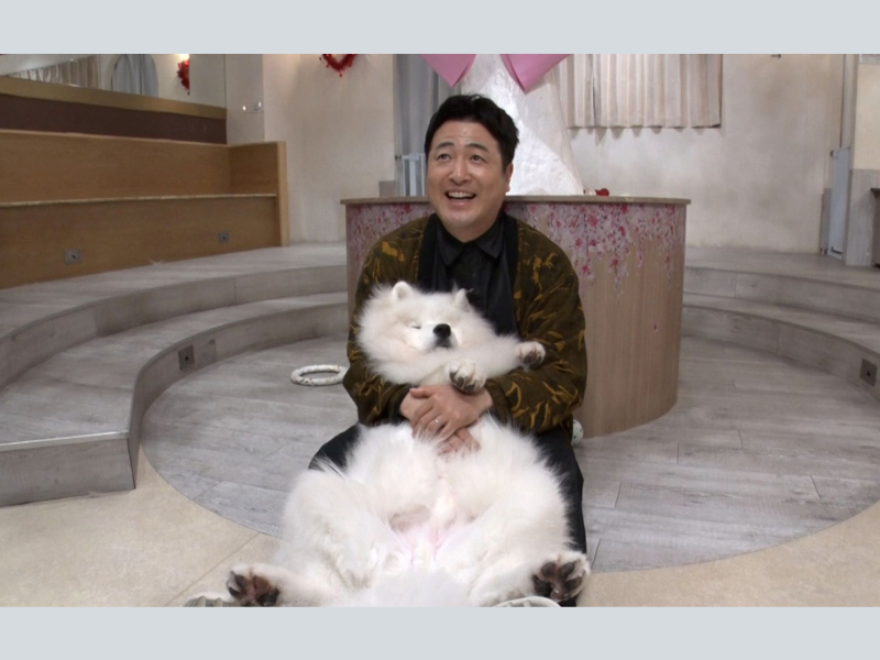 『かまいたちの知らんけど』サモエドのあまりの可愛さに水田信二ら毒舌芸人の心が浄化される事態に!?